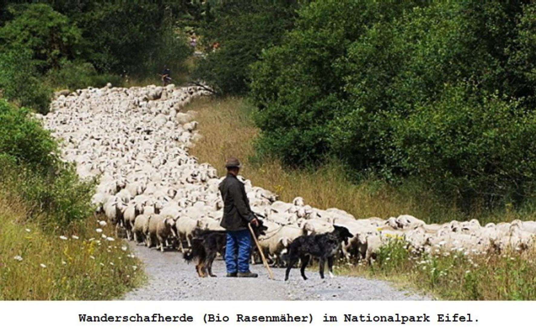 Ferienwohnung Gross A Schleiden Εξωτερικό φωτογραφία
